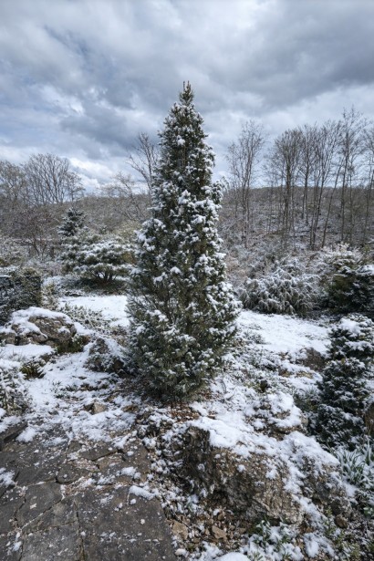 Pinus nigra Komet купити